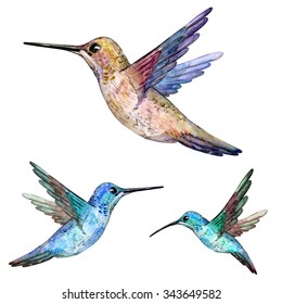 Hummingbird Watercolor Painting Stock Illustration 343649582 | Shutterstock