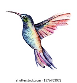 Hummingbird watercolor painting. Tropical illustration, flying bird isolated on white background.