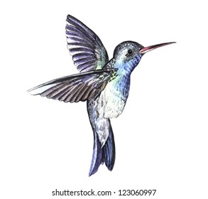 Hummingbird watercolor sketch
