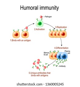 humoral immunity. antibody-mediated immunity. Viruse, Lymphocyte, antibody and antigen. diagram for educational, biological, and science use