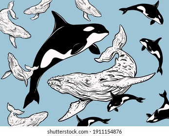 Humpback and Killer Whale Animals of the Ocean Sea wildlife illustration 