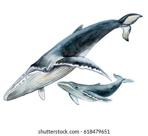 Humpback whale with baby. Underwater fauna. Watercolor illustration. Image. Picture. Template