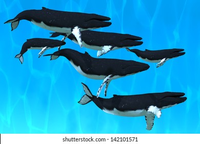 Humpback Whale Family - A Pod Of Humpback Whales Swim Together On Their Annual Migration To Northern Waters.