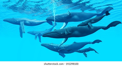 Humpback Whale Group - The Humpback whale is a very social aquatic mammal that gathers in large groups.