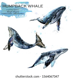 Humpback Whale Hand Drawn Watercolor Illustration Set	