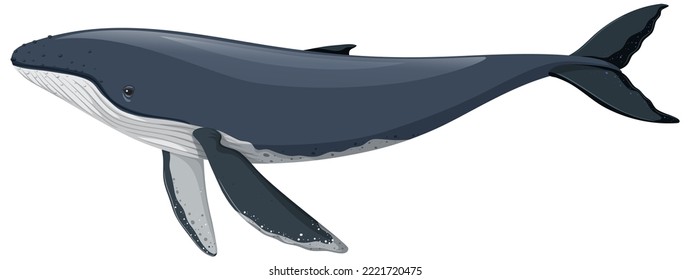 Humpback Whale Isolated On White Background Illustration