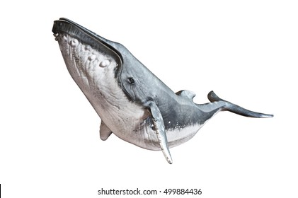 Humpback whale on an isolated white background. 3d rendering