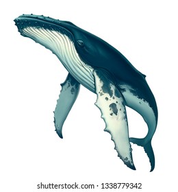 Humpback whale realistic illustration isolated. Big gray whale on a white background. Blue whale in the open sea swims to the top