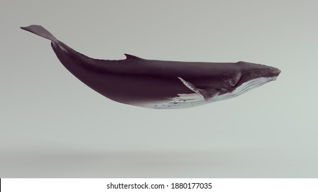 Humpback Whale in a White Studio 3d illustration render