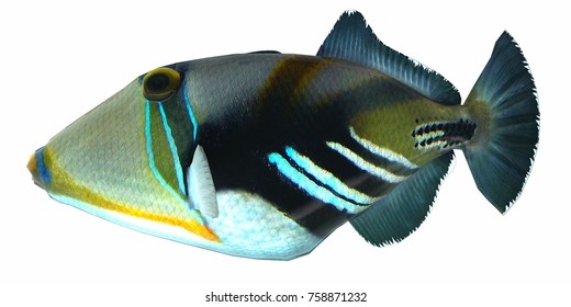 Humu Picasso Triggerfish 3d illustration - The Humu Picasso Fish is a saltwater species reef fish in tropical regions of Indo-Pacific oceans.