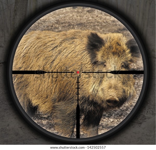 Hunting Wild Boar Crosshair Photo Montage Stock Illustration 142502557 ...