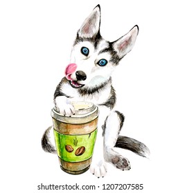 The Husky Dog Drinks Coffee From A Glass. Cute Puppy. Isolated On White Background.