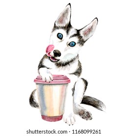 The Husky Dog Drinks Coffee From A Pink Glass. Cute Puppy. Isolated