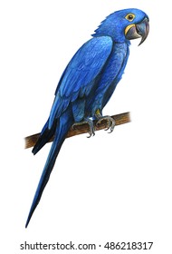 Hyacinth Macaw drawing (Anodorhynchus hyacinthinus)  
