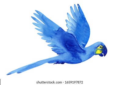 hyacinth macaw isolated on white. Blue parrot flies, wings up, beautiful watercolor bird illustration.