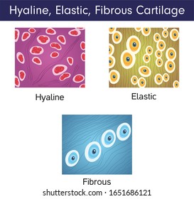 Hyaline, Elastic, Fibrous Cartilage Illustrasyon