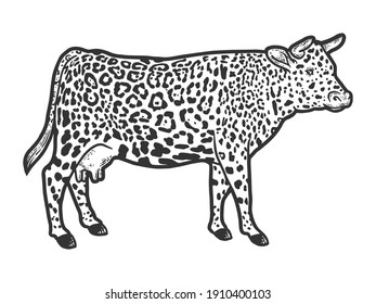 Hybrid cow, leopard fur color. Engraving raster illustration. Sketch.
