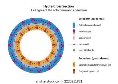 Hydra Cross Section. Cell type of the ectoderm (epidermis) and endoderm (gastrodermis).