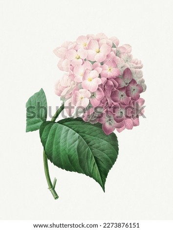 Hydrangea flower. Beautiful flower illustration. Vintage flower painting. Vintage flower illustration for wall art.