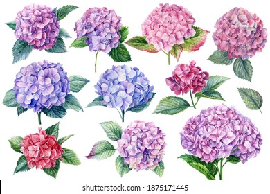 Hydrangea Flowers Set, Watercolor Botanical Illustration