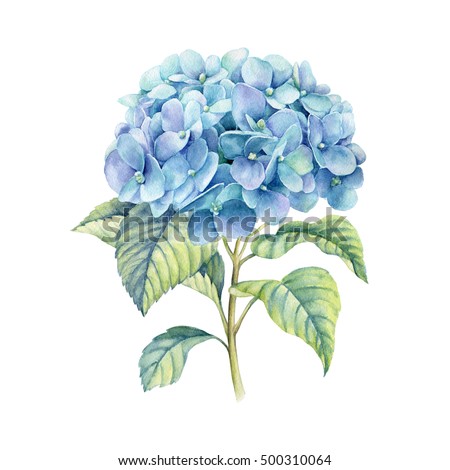Hydrangea  watercolor illustration. Blue summer flower isolated on a white background.