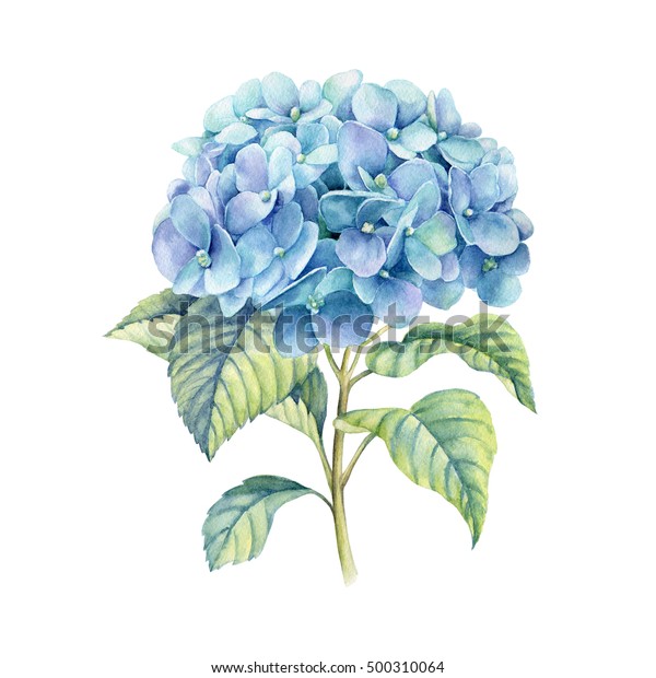 Hydrangea  watercolor illustration. Blue\
summer flower isolated on a white\
background.