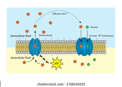 Hydrogen Ions Transport Out Off Membrane Stock Illustration 1768141025 ...