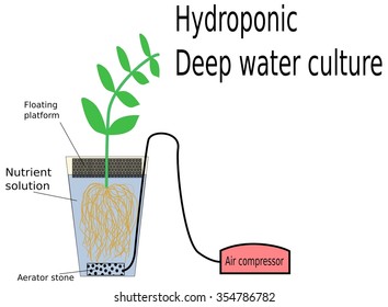 Hydroponic Deep Water Culture