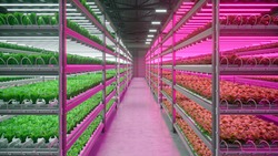 Hydroponic Indoor Vegetable Plant Factory In Exhibition Space Warehouse. Interior Of The Farm Hydroponics. Green Salad Farm In Hydroponics. Lettuce Roman With Led Lightning. Concrete Floor. 3D Render