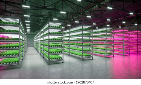 Hydroponic indoor vegetable plant factory in exhibition space warehouse. Interior of the farm hydroponics. Green salad farm in hydroponics. Lettuce Roman with led lightning. Concrete floor. 3D render