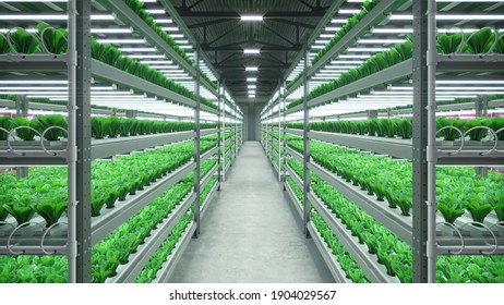 Hydroponic Indoor Vegetable Plant Factory In Exhibition Space Warehouse. Interior Of The Farm Hydroponics. Green Salad Farm In Hydroponics. Lettuce Roman With Led Lightning. Concrete Floor. 3D Render