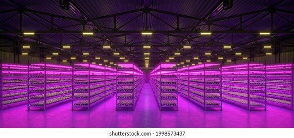 Hydroponic Indoor Vegetable Plant Factory In Exhibition Space Warehouse. Interior Of The Farm Hydroponics. Green Salad Lettuce Roman Growing In Greenhouse With Led Lightning. 3d Illustration.