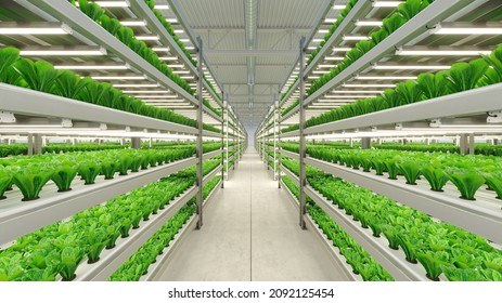 Hydroponic Indoor Vegetable Plant Factory In Exhibition Space Warehouse. Interior Of The Farm Hydroponics. Green Salad Farm. Lettuce Roman Growing In Greenhouse With Led Lightning. 3D Render