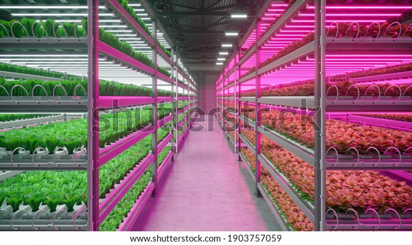 Hydroponic indoor vegetable plant factory in\
exhibition space warehouse. Interior of the farm hydroponics. Green\
salad farm in hydroponics. Lettuce Roman with led lightning.\
Concrete floor. 3D\
render