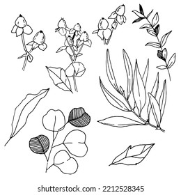 Hypericum And Eucalyptus Leaves Line Art