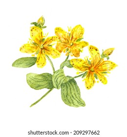 Hypericum flower (john's wort plant). Watercolour