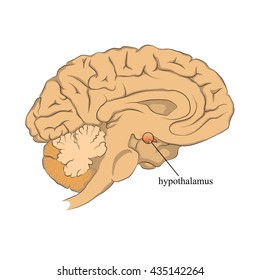 6,277 Hypothalamus Images, Stock Photos & Vectors | Shutterstock