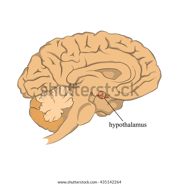 Hypothalamus causes
vasoconstriction, Hypothalamus Illustration, Vasoconstriction
Illustration, Medical illustration, Brain Illustration,
Hypothalamus
disorders