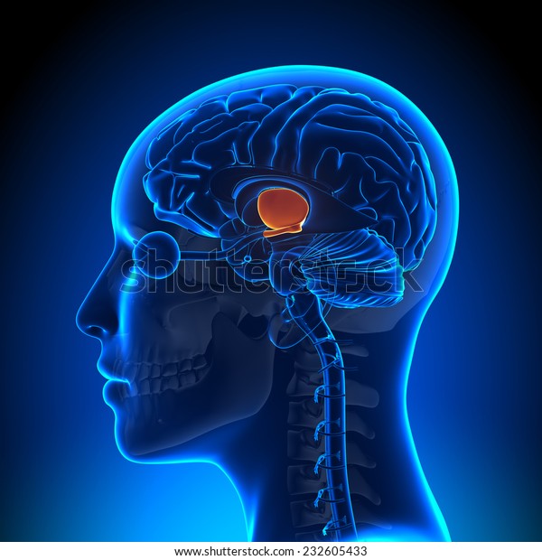 Hypothalamus - Female Brain
Anatomy