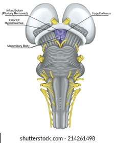 Cranial Nerves Brainstem Ventral View Posterior Stock Illustration ...