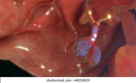 Hypothalamus Releasing GnRH