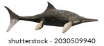 Ichthyosaur, large extinct marine reptile from Early Triassic to Late Cretaceous, isolated on white background, 3d paleoart rendering