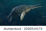 Ichthyosaur, Stenopterygius quadriscissus swimming in the ocean, extinct marine reptile from Early Triassic to Late Cretaceous, 3d paleoart rendering 