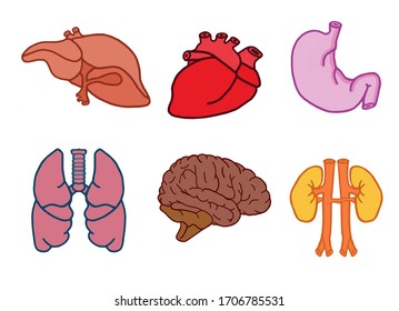 Human Organs Human Heart Liver Stomach Stock Vector (Royalty Free ...