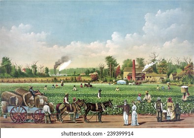 Idealized View Of Cotton Plantation On The Mississippi River, With African American Workers. Evocative Of Southern Antebellum Era Of Pre-Civil War Prosperity And Slavery. Color Lithograph, 1884