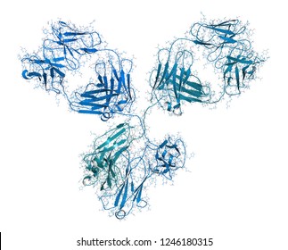 IgG1 monoclonal antibody (immunoglobulin). Many biotech drugs are antibodies. 3D rendering based on protein data bank entry 1igy.  