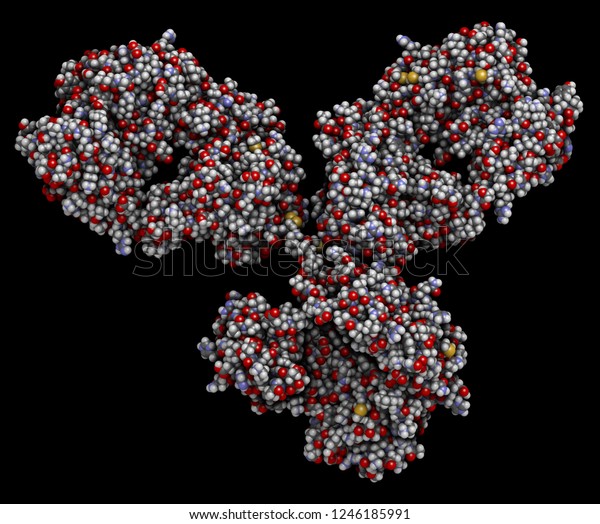 Igg1モノクローナル抗体 免疫グロブリン 多くのバイオテク薬は抗体である タンパク質データバンクエントリ1igyに基づく3dレンダリング の イラスト素材