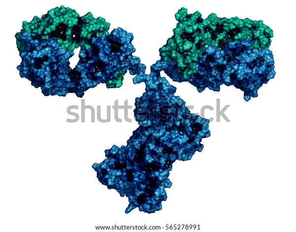 Igg2aモノクローナル抗体 免疫グロブリン 3dレンダリング 多くのバイオテク薬は抗体 である 半透明のサーフェスと組み合わせたカートーン表示 重い鎖は青 軽い鎖は青 のイラスト素材
