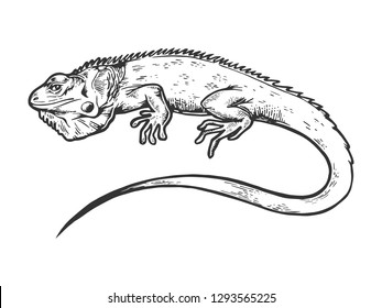 Reptile Drawing Images Stock Photos Vectors Shutterstock If your pet doesn't look exactly like you wanted it to, we will be happy to have the reptiles & amphibians will be coming to the new site soon! https www shutterstock com image illustration iguana animal engraving raster illustration scratch 1293565225