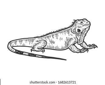 15,643 Iguana Stock Illustrations, Images & Vectors | Shutterstock